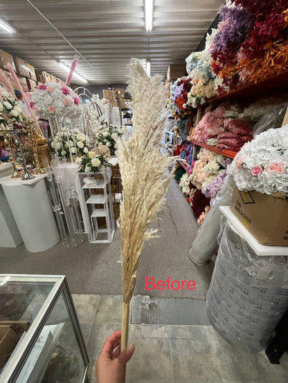 Real Pampas(walk in purchase only)