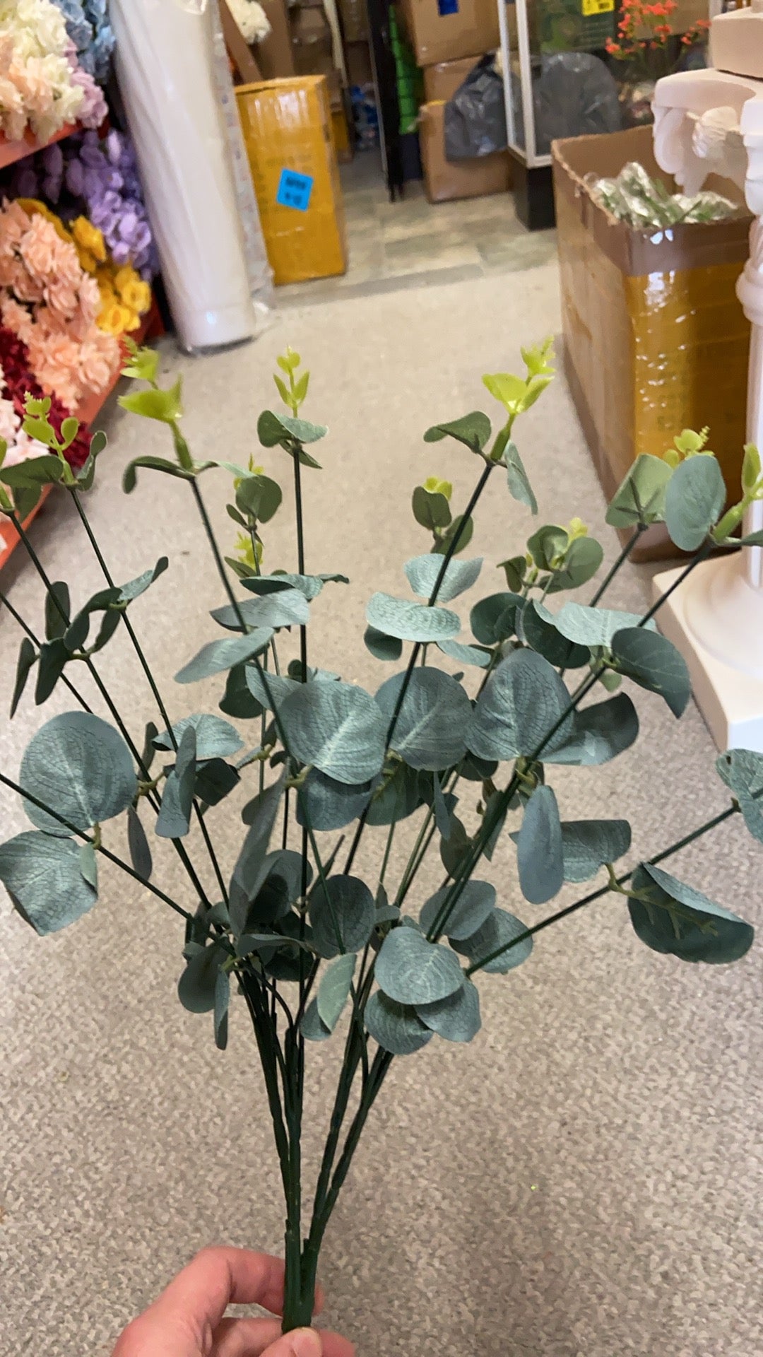 16 Stems Eucalyptus