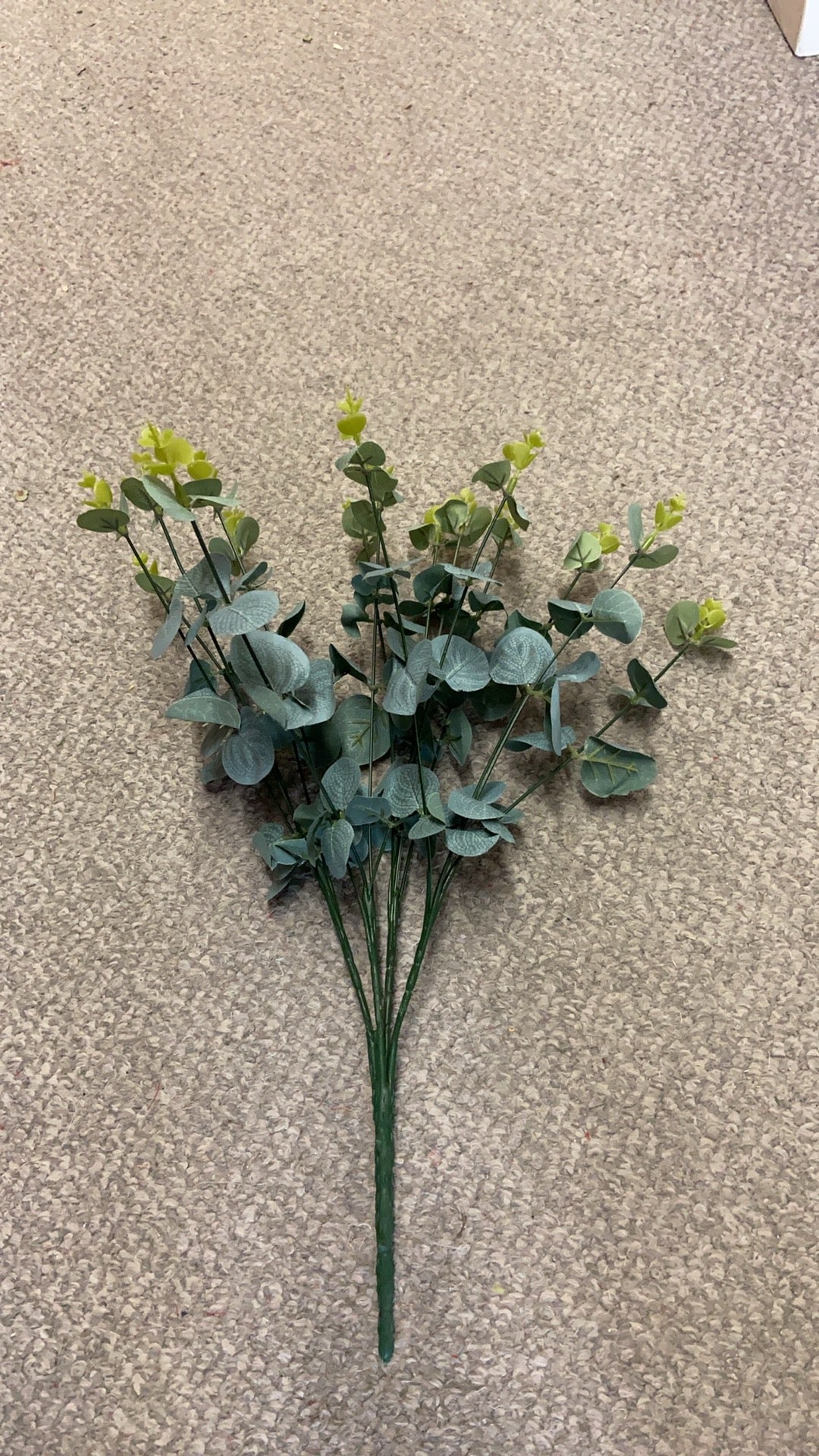 16 Stems Eucalyptus