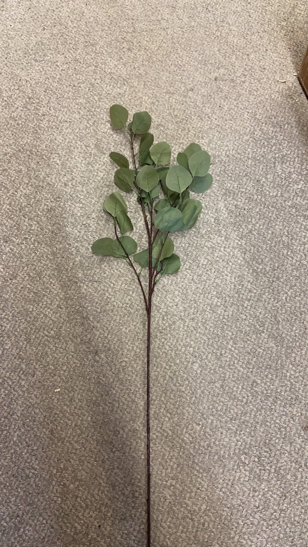 5 stems Eucalyptus leaves