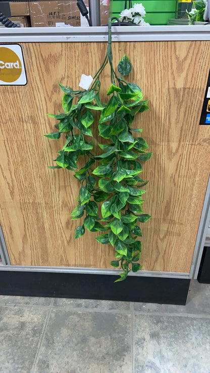 Pothos hanging ratton