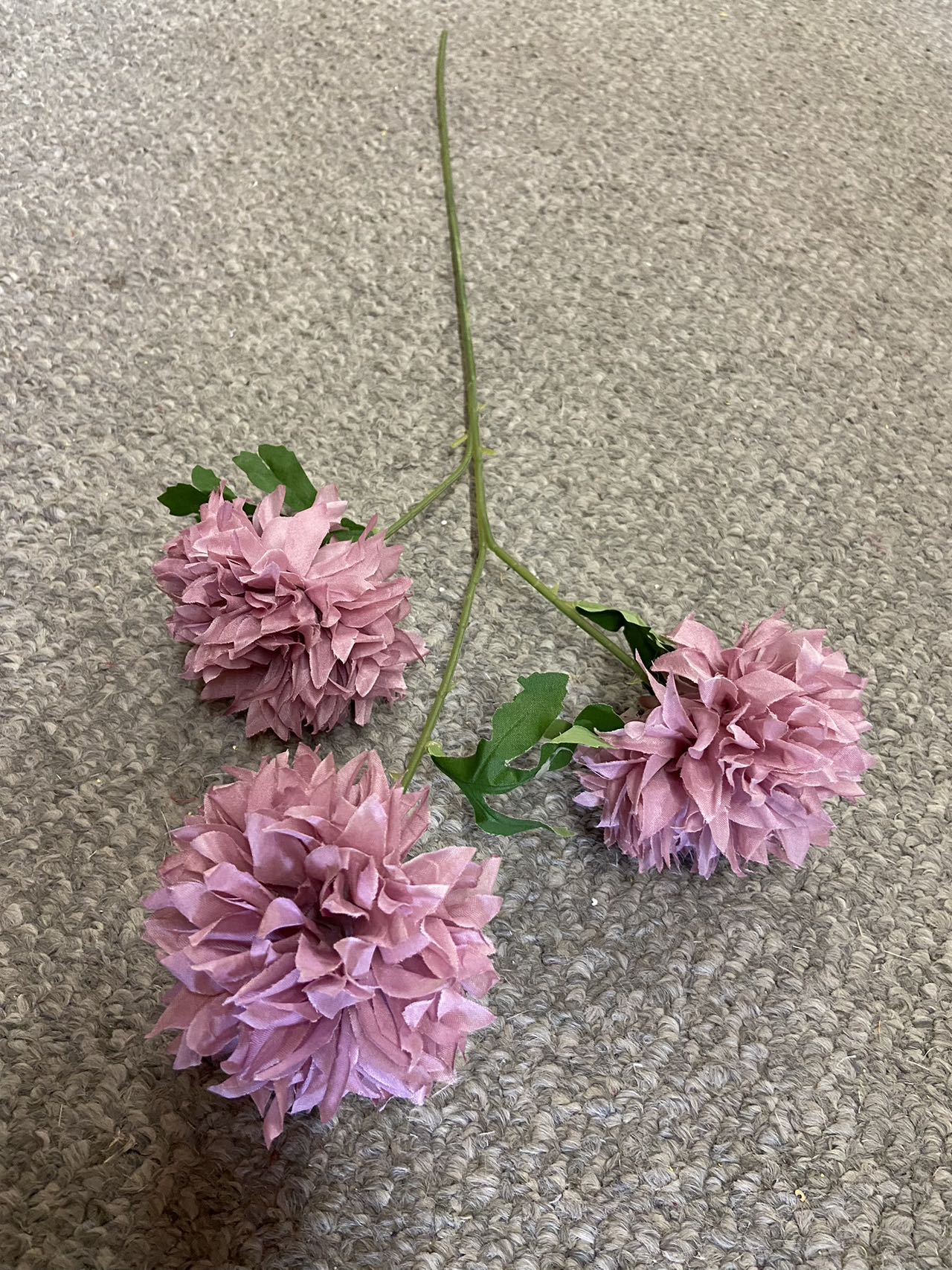 3 heads  pingpong chrysanthemum