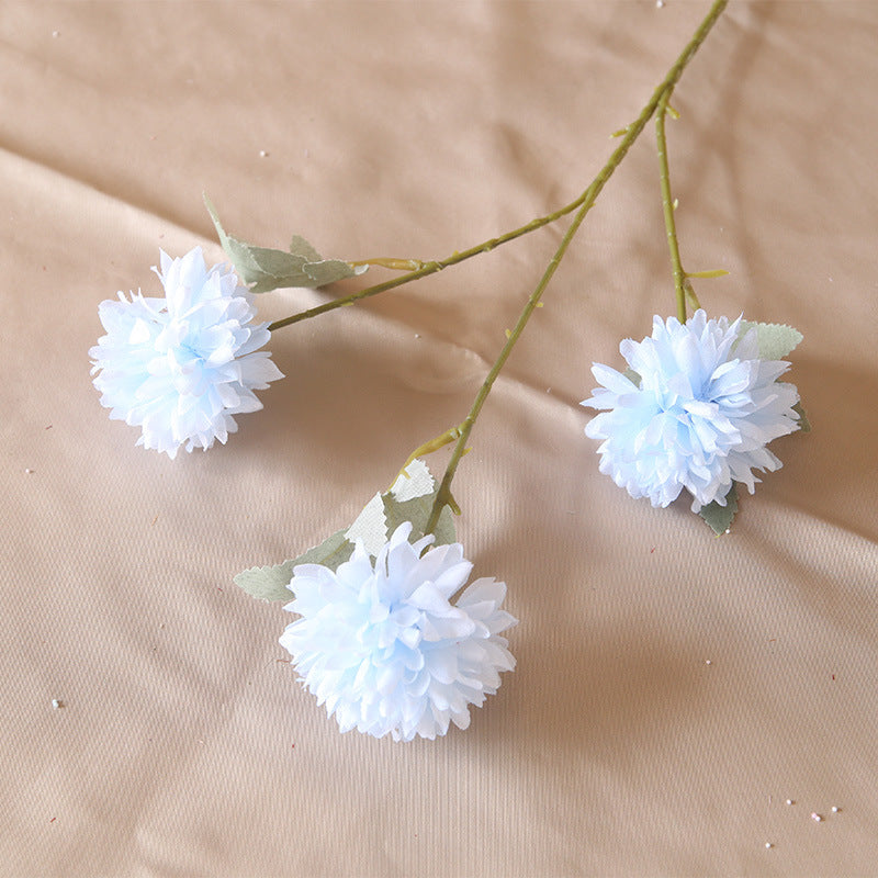 3 heads chrysanthemum table tennis chrysanthemum