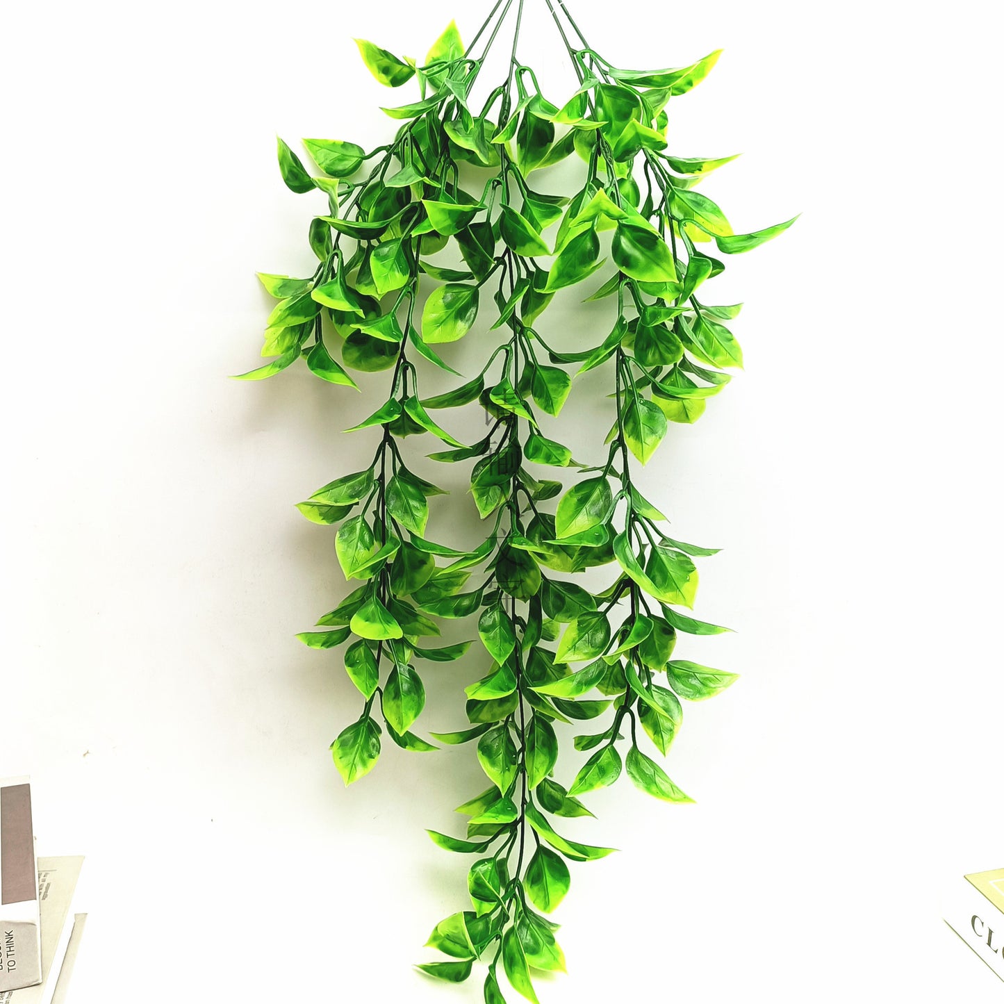 Pothos hanging ratton