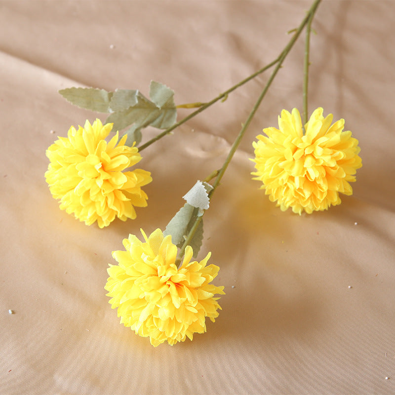 3 heads chrysanthemum table tennis chrysanthemum