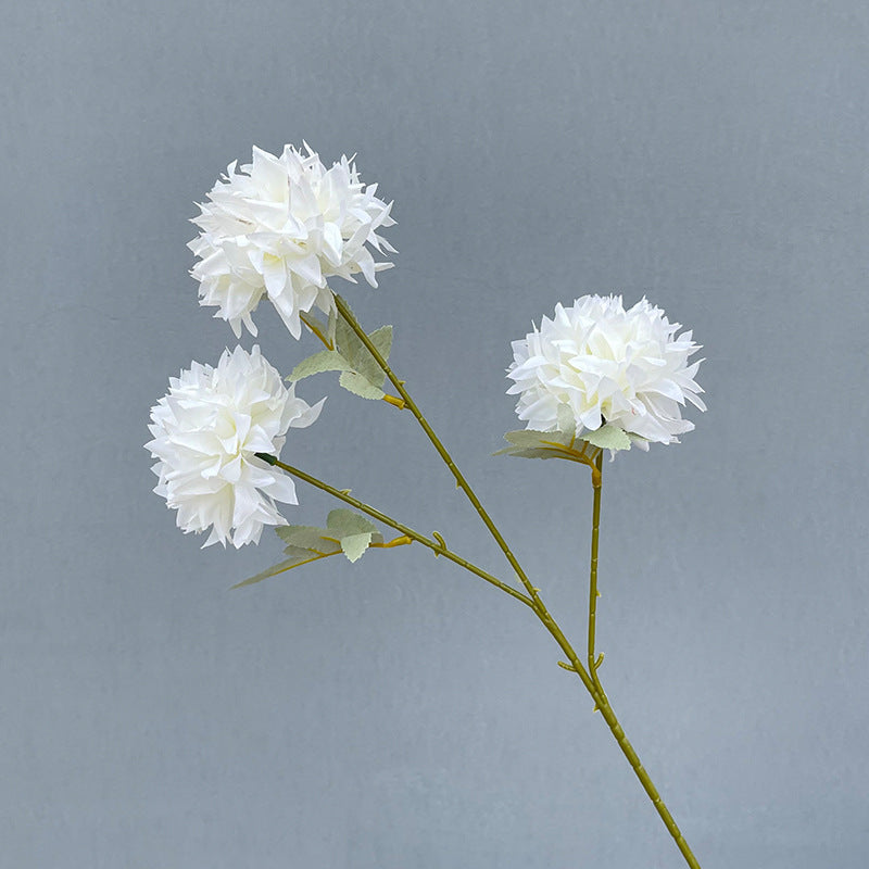 3 heads  pingpong chrysanthemum